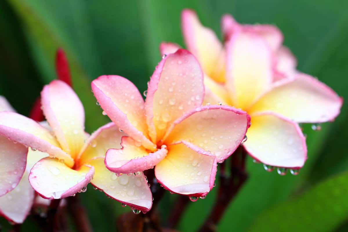 Beautiful water drop on a pink plumeria petal 