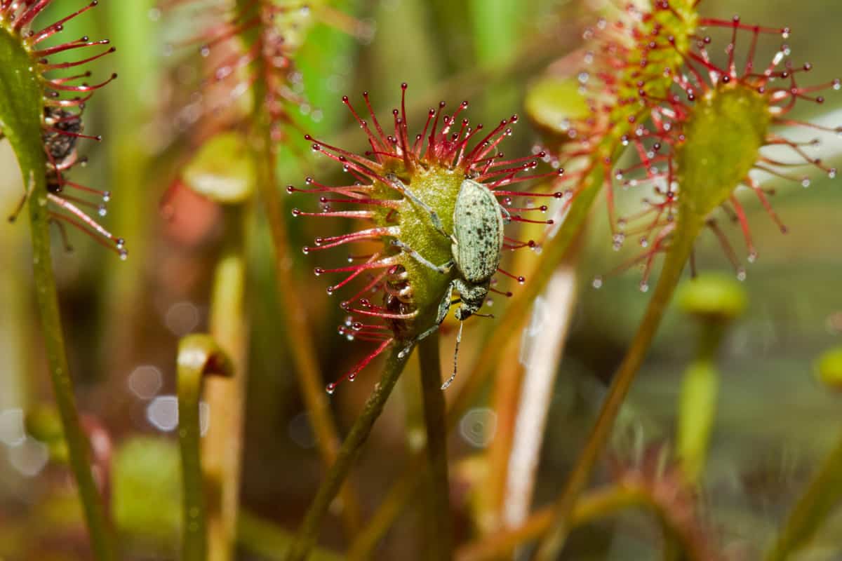 Beetle (a weevil) on the sticky leaf of Oblong-leaved sundew