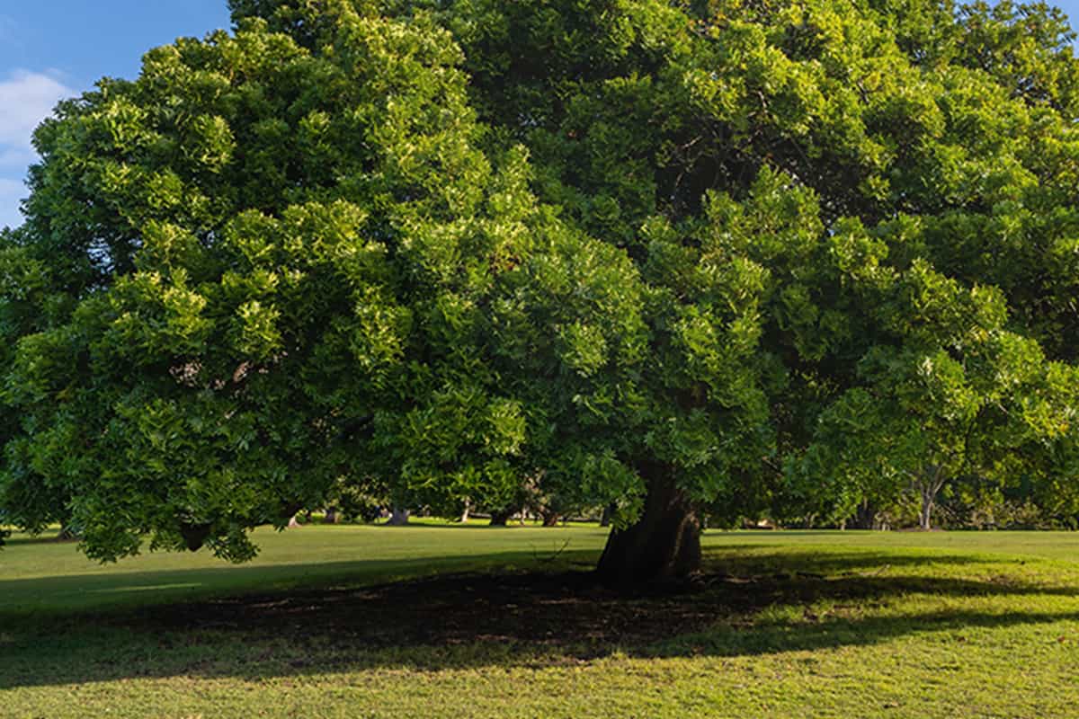 Big oak green tree in the field with sunny blue sky