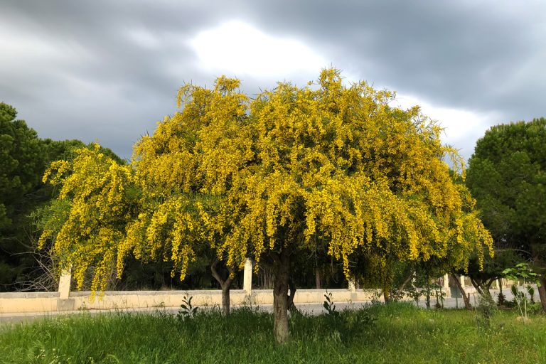 Big yellow blooming mimosa tree spring flowers acacia dealbata, How To Keep A Mimosa Tree Small