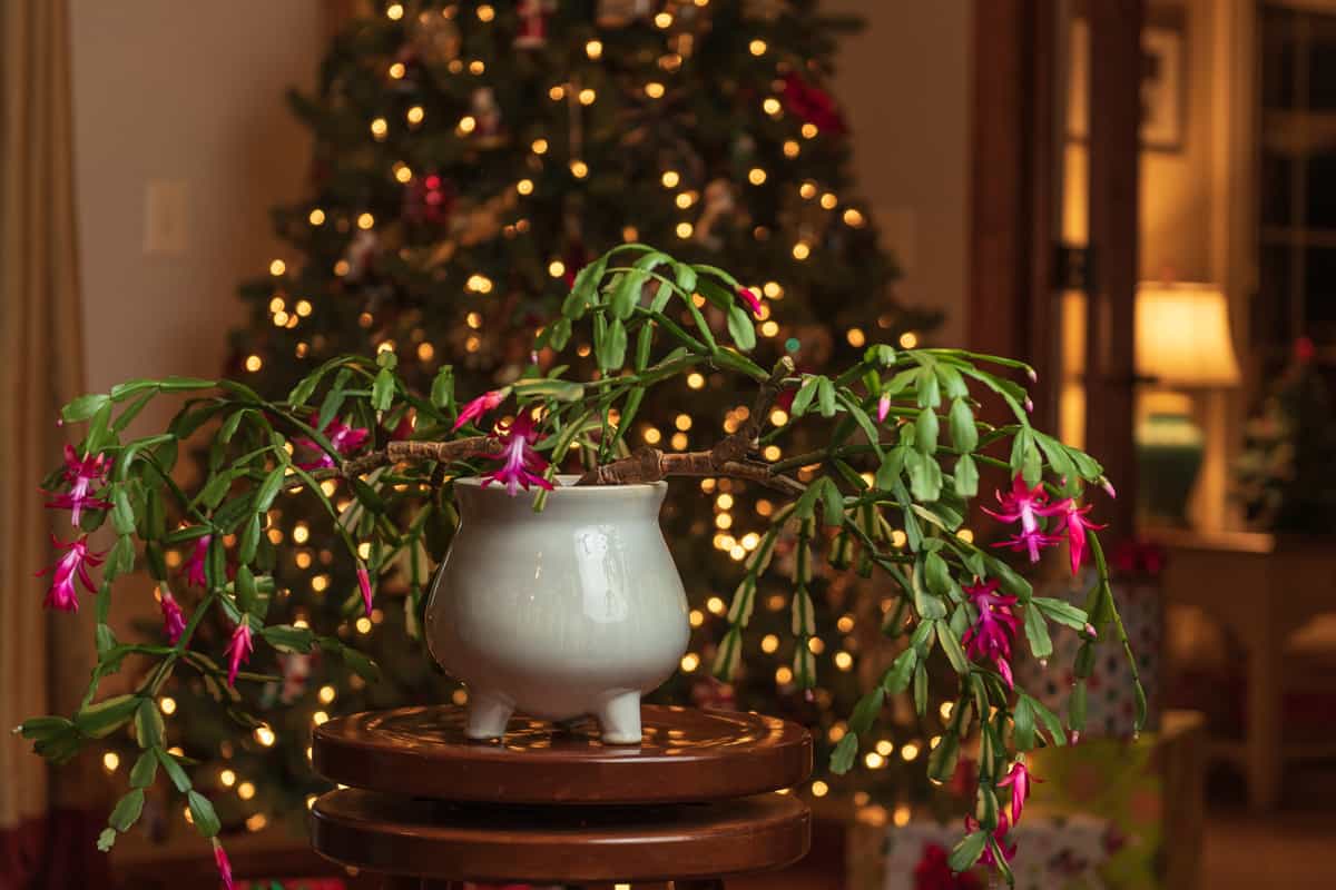 Blooming Christmas Cactus in front of Christmas Tree