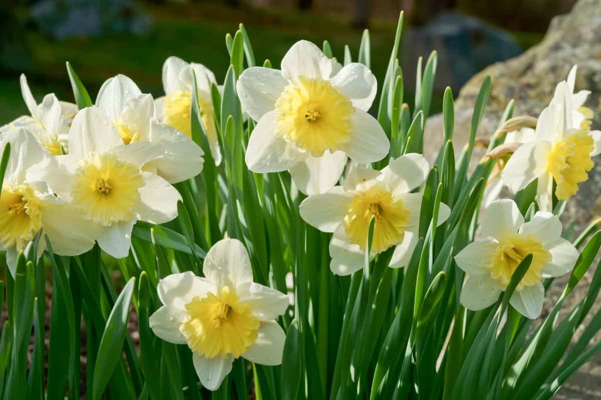 Blooming Paperwhite daffodils with back sunlight.