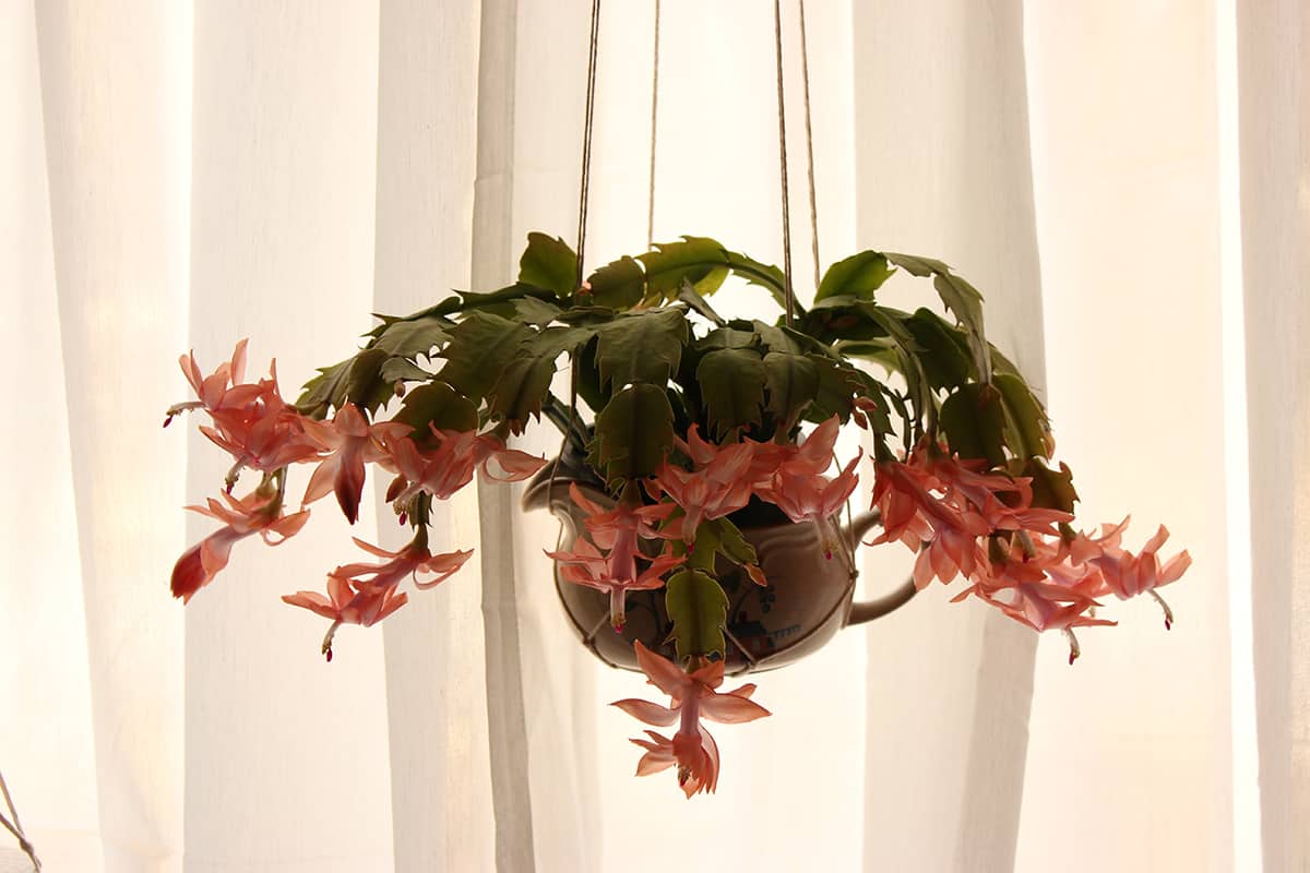 Blooming christmas cactus with a backdrop of backlit white curtains