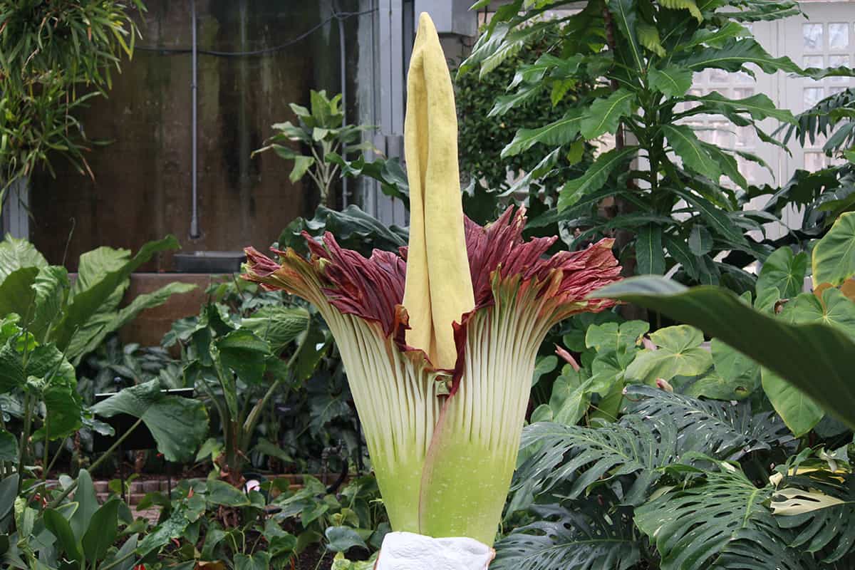 Blooming corpse flower on the garden