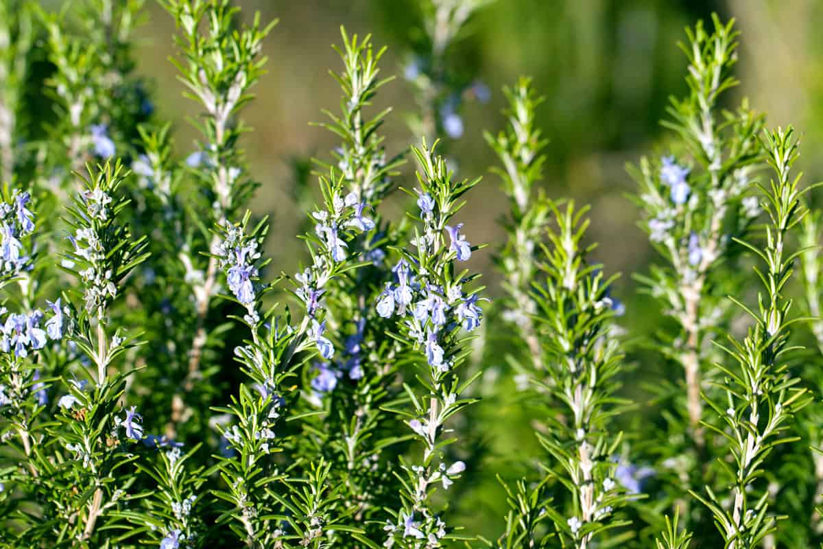 Blossoming Rosemary plant