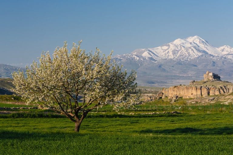 Blossoming apricot tree with old church and snow-covered mountain peak on background, Does An Apricot Tree Have Thorns?