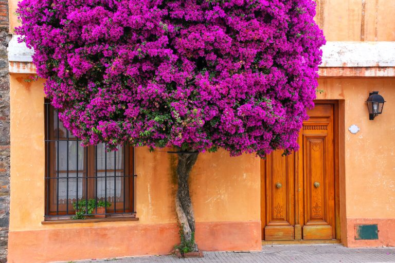 Bougainvillea tree growing by the house in historic quarter of Colonia del Sacramento, How To Keep Bougainvillea Small