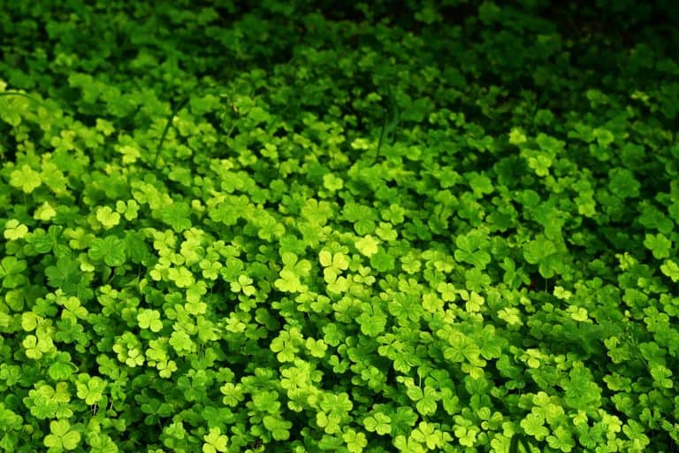 Bright green clover leaves illuminated by the sun and partly in the shadow, Is Clover Good For High Traffic Areas