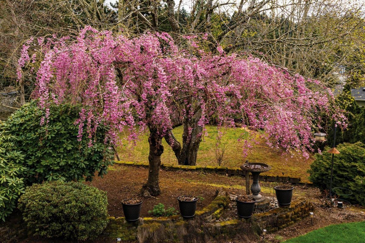 Bright pink flowering weeping cherry tree and stone bird bath.