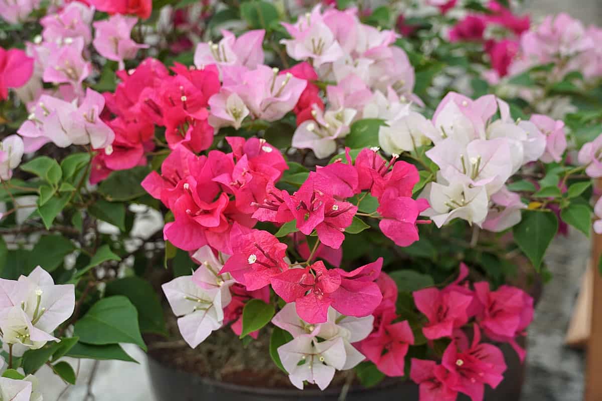 Bright pink magenta bougainvillea flowers as a floral background.