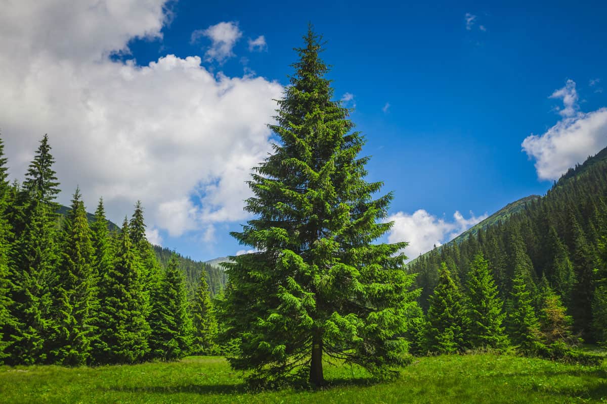 Bright summer landscape alone tender pine-tree in front of the rows of pines in the heart of the Carpathians mountains