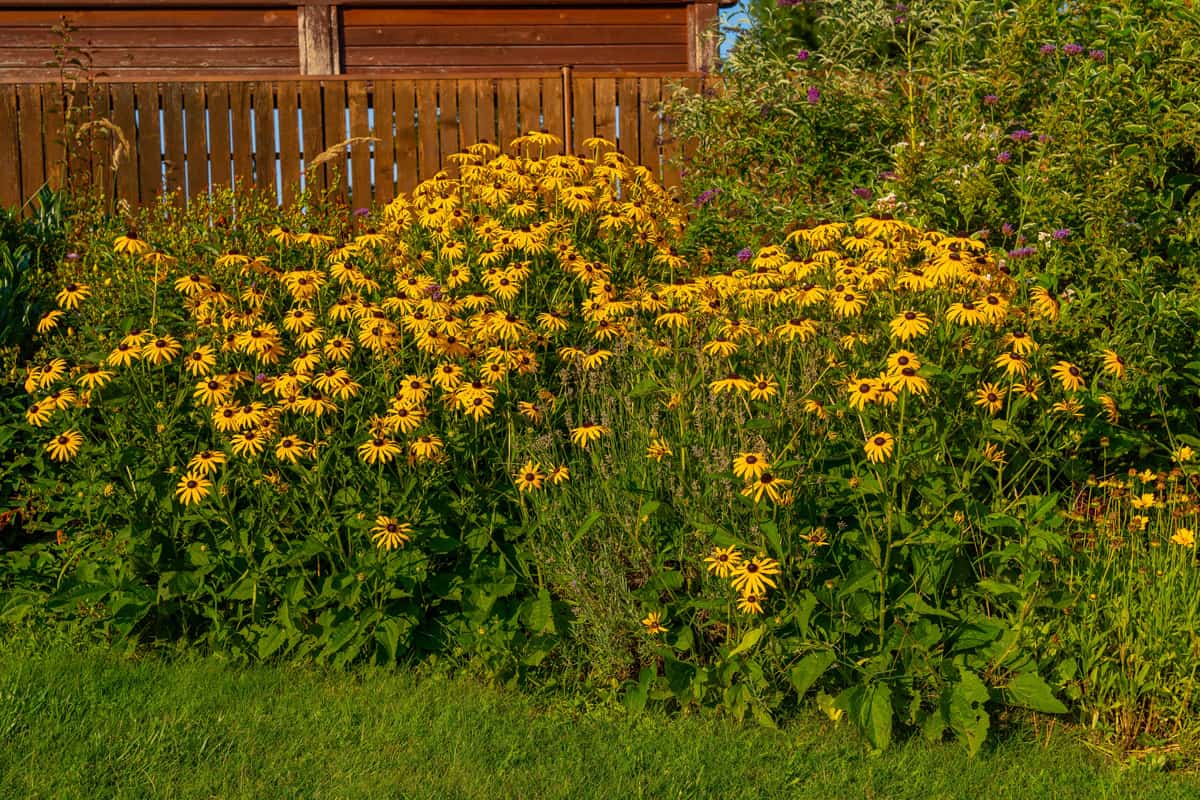 Bright yellow flowers of Rudbeckia fulgida (black-eyed-susan, coneflower) in the garden, countryside, Floral background with bright yellow daisies on natural background.