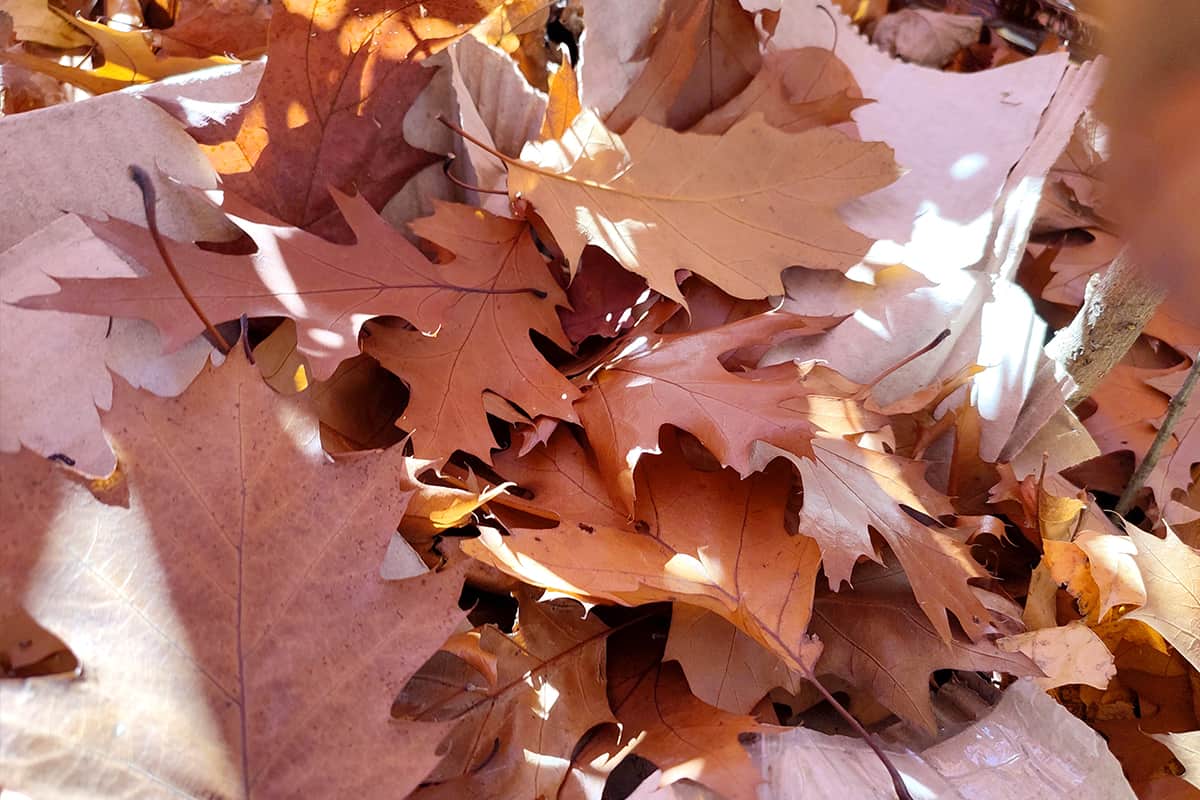 Brown fallen oak leaves with white spots of shining sun