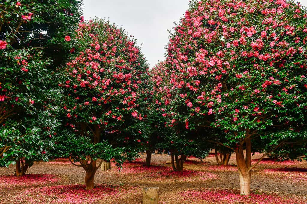 Bunch of camellia flowers