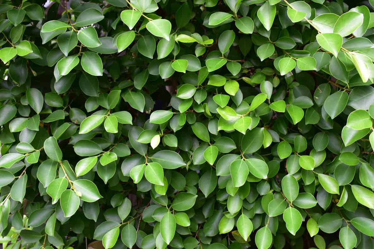 Close up of a ficus hedge