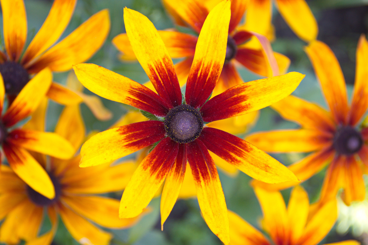 Campfire Rudbeckia, commonly called coneflowers and black-eyed-susans, yellow-orange flowers