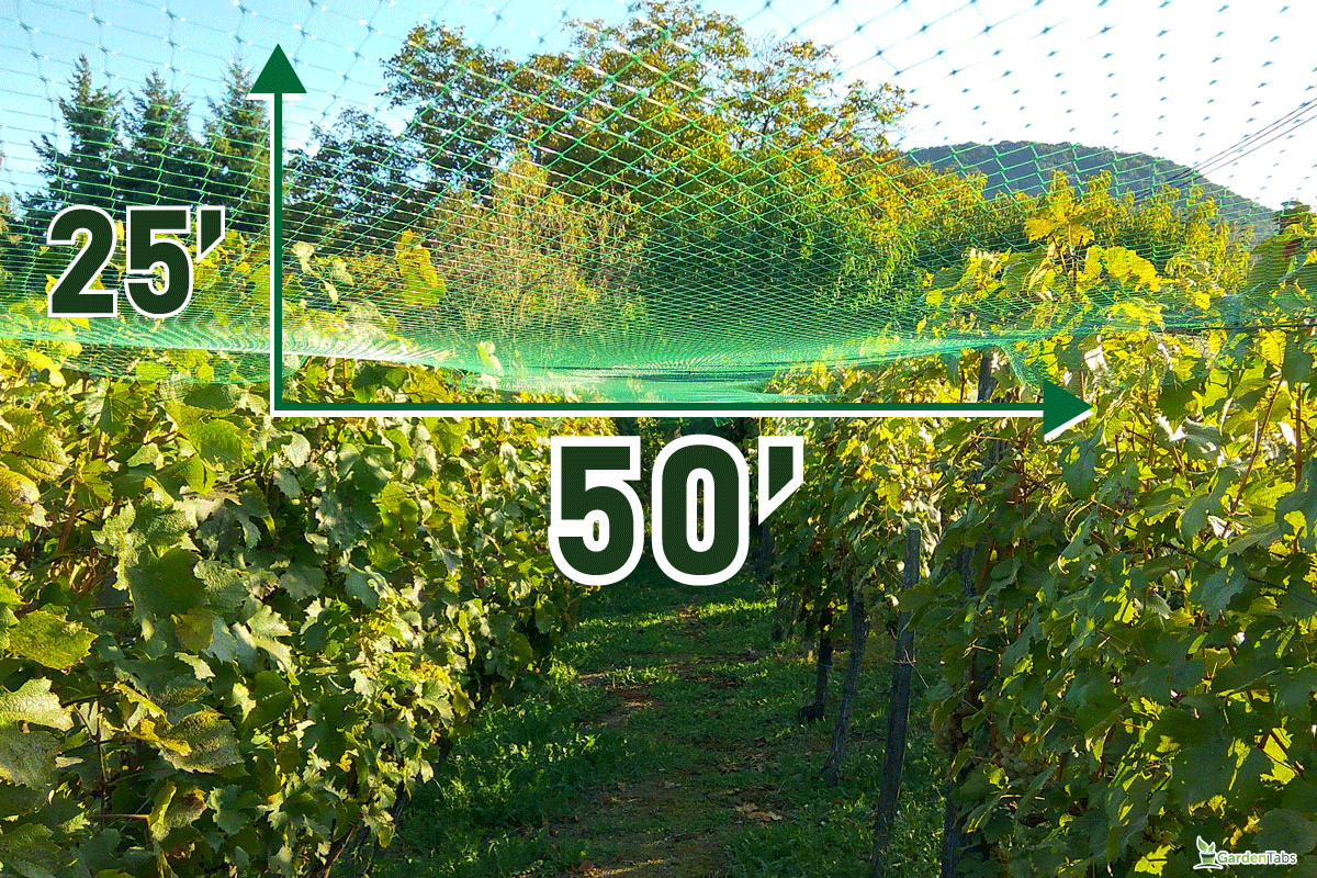 net protection for wine grapes at autumn harvest time, Can You Water Through Garden Netting?
