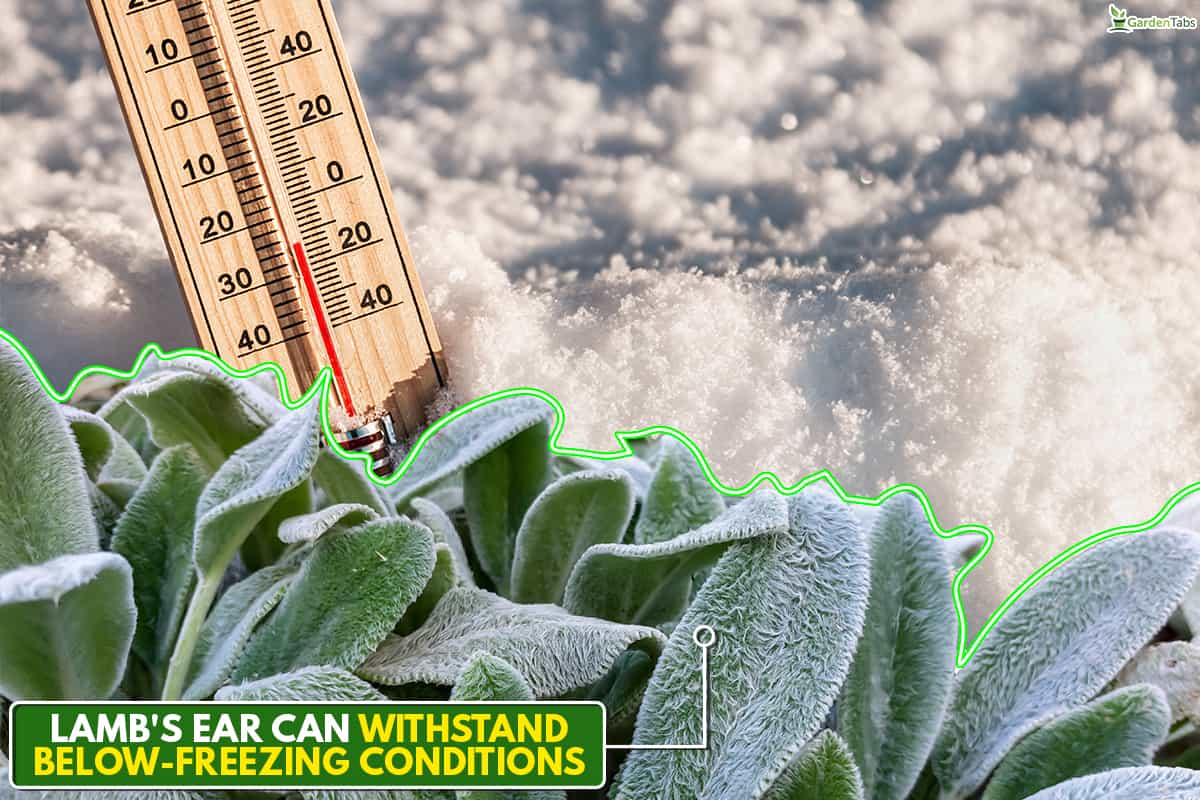 Can lamb's ear survive freezing weather, Lambs Ear Winter Care: Complete 'How To' Guide 