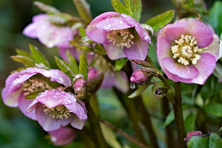 Capturing the magical and colourful freshness of winter flowering Hellebores, during an early morning dew.- Which Hellebores Have Upright Flowers?