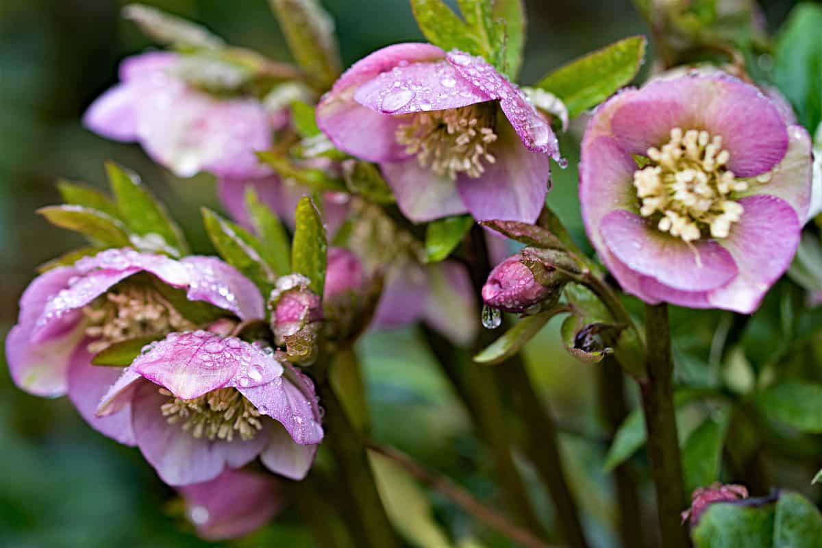 Capturing the magical and colourful freshness of winter flowering Hellebores, during an early morning dew.