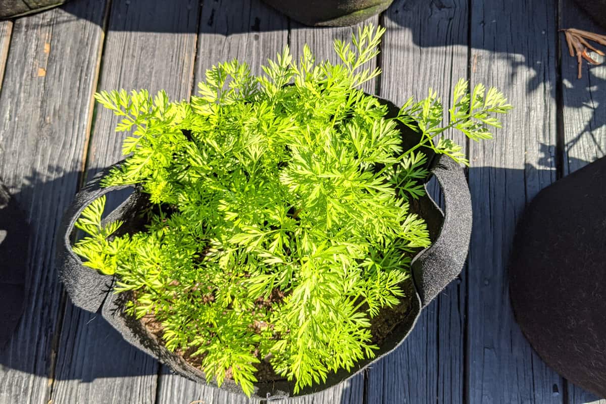 Carrot container gardening on patio