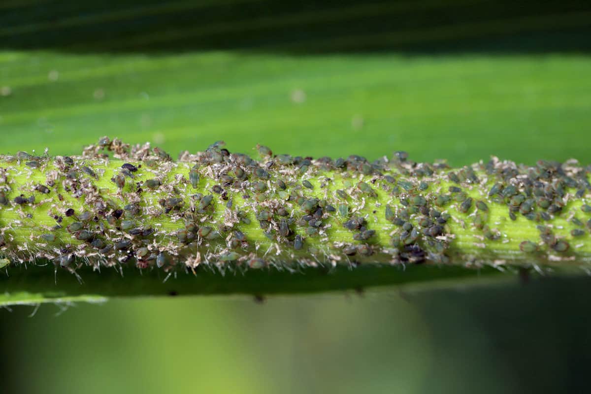 Cereal leaf aphid Rhopalosiphum maidis infestation on the corn stalk. 