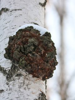 Chaga (Inonotus obliquus) is a fungus from the Hymenochaetaceae family. Potential medicine for coronavirus. It parasitizes birch and other trees., Does Chaga Grow On Fir Trees? [& What Other Trees Will It Grow On?]