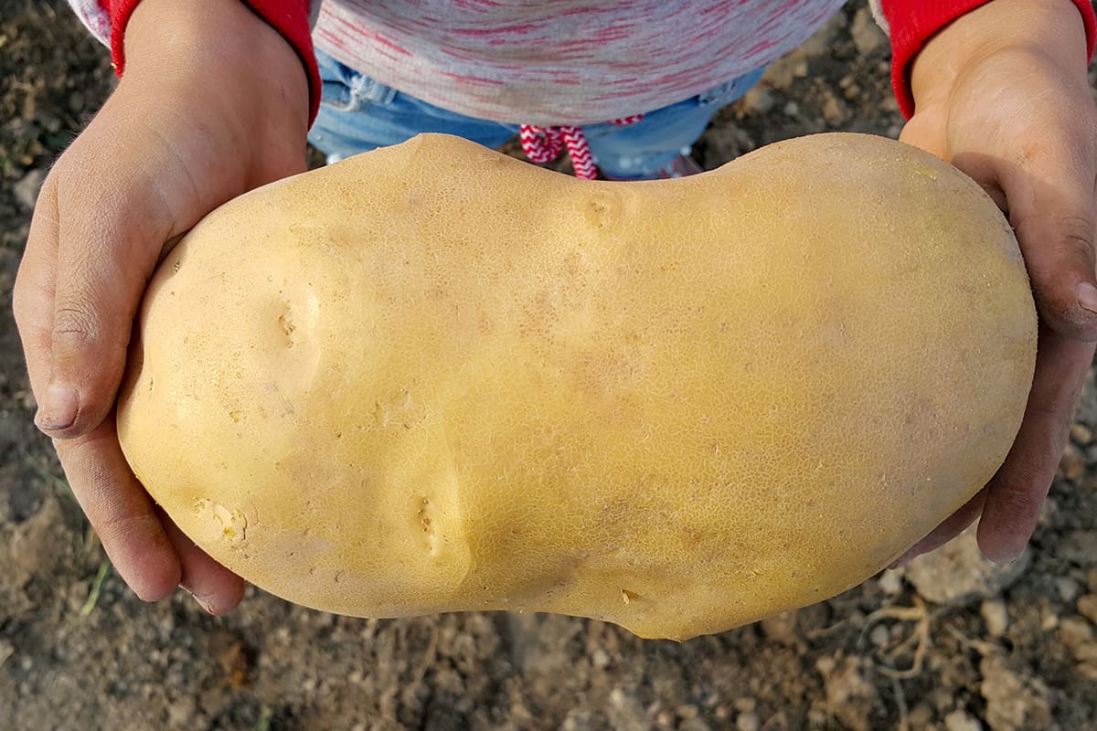 Children's hands hold a large potato of the new crop
