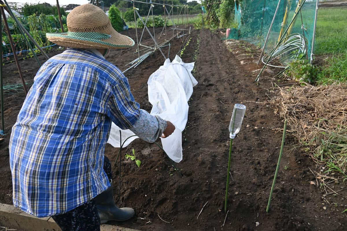 Chinese cabbage cultivation in the vegetable garden. Installation of bug repellent nets