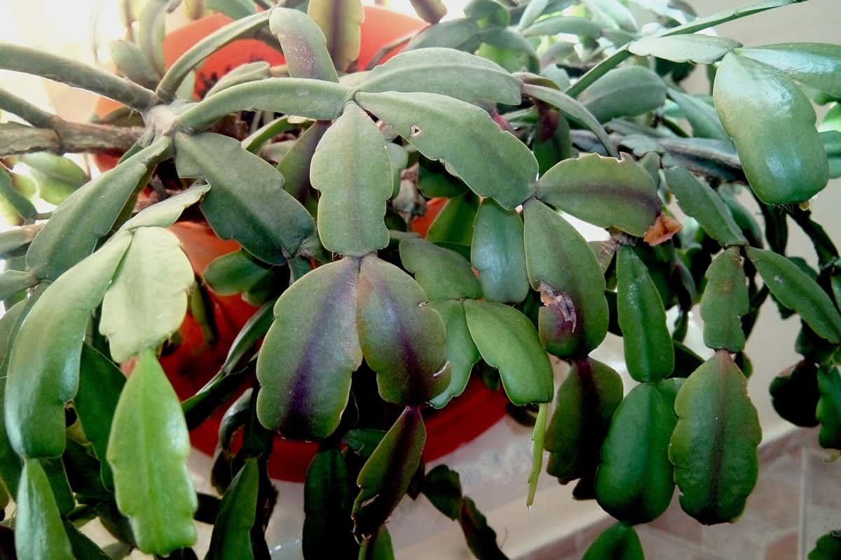 Christmas cactus plant - Schlumbergera gaertneri