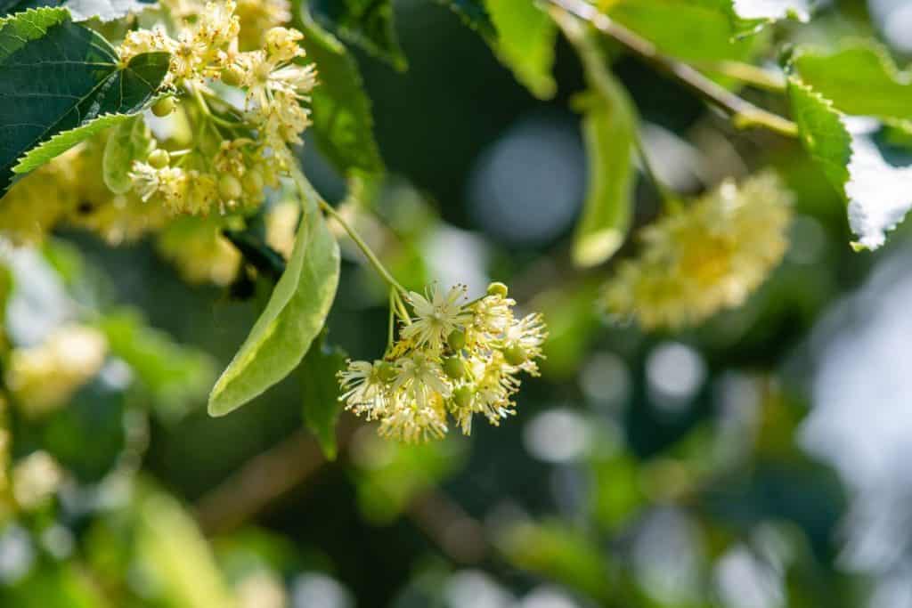Close-up image of Linden tree blossoms on a branch