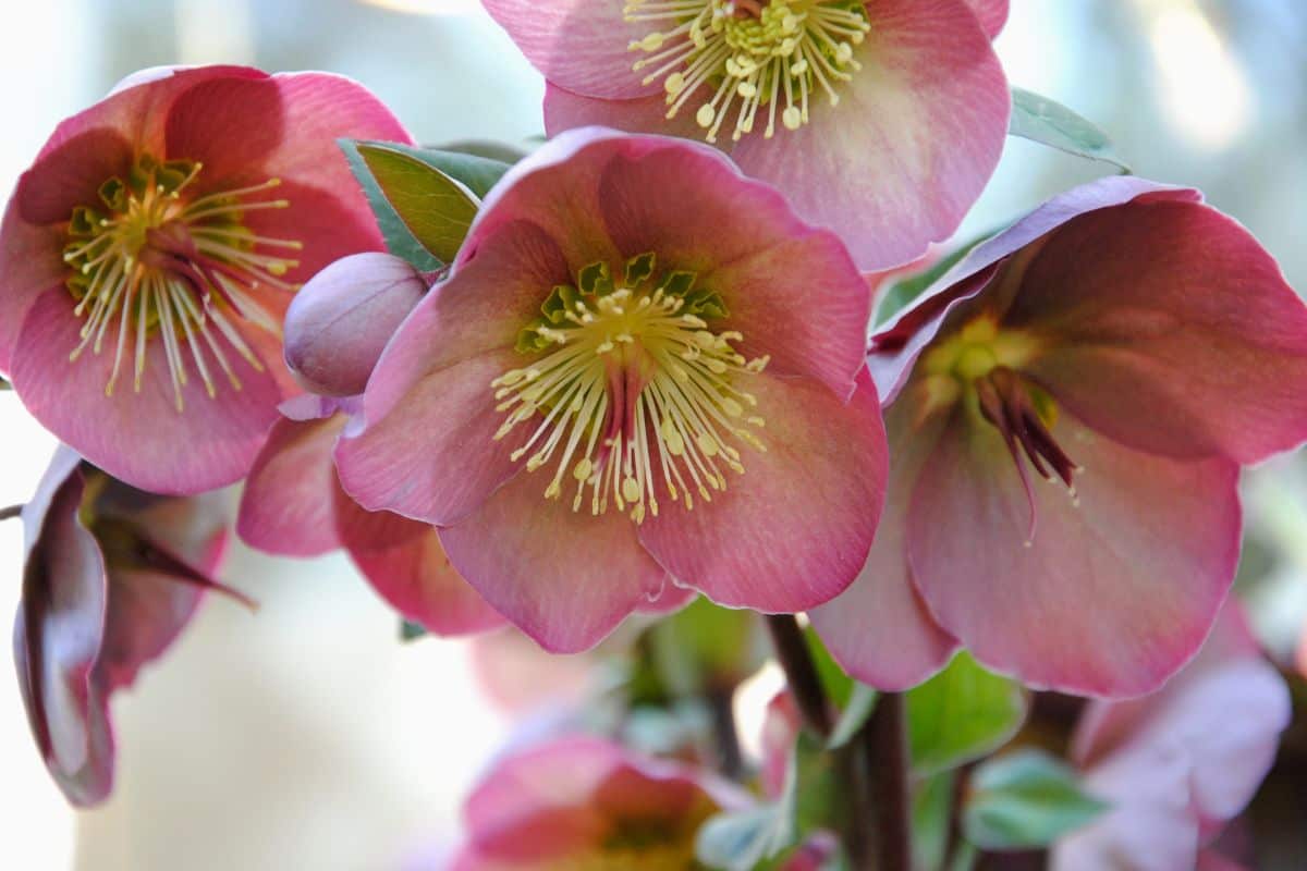 Close up of a big purple and green mottled flower of a Hellebore cultivar