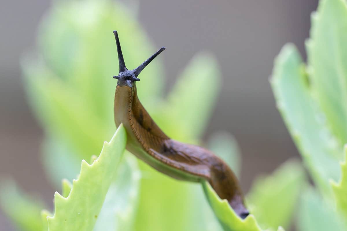 Close up of a slug on a leaf