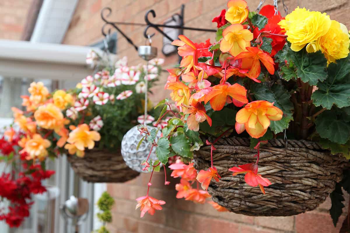 Close up of beautiful begonia flowers in hanging baskets