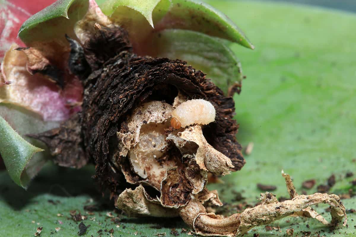 Close up of plant root damage caused by a root eating maggot