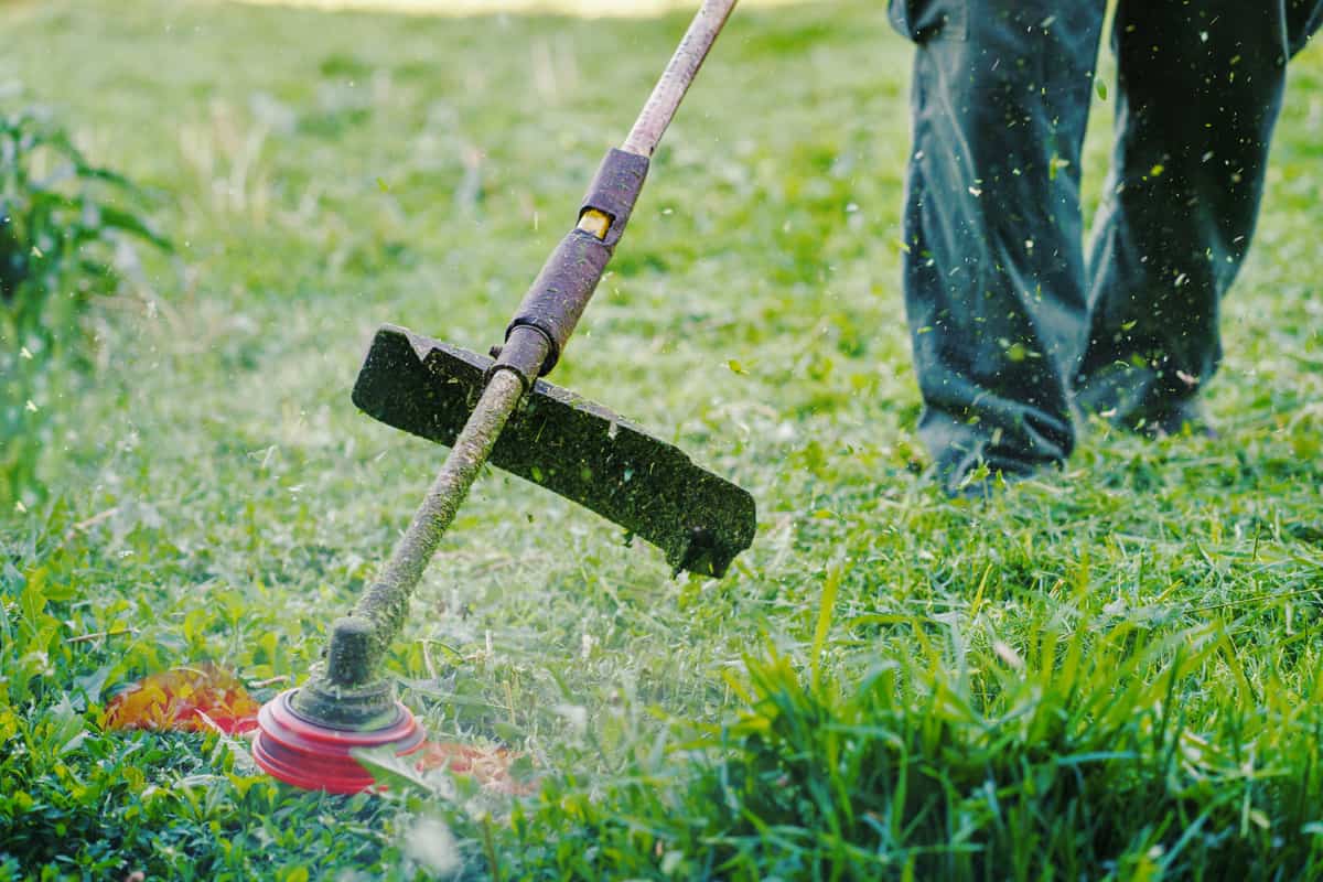 Close up on string trimmer head weed cutter petrol or electric brushcutter working in the yard or field cutting grass in garden in day low angle view.