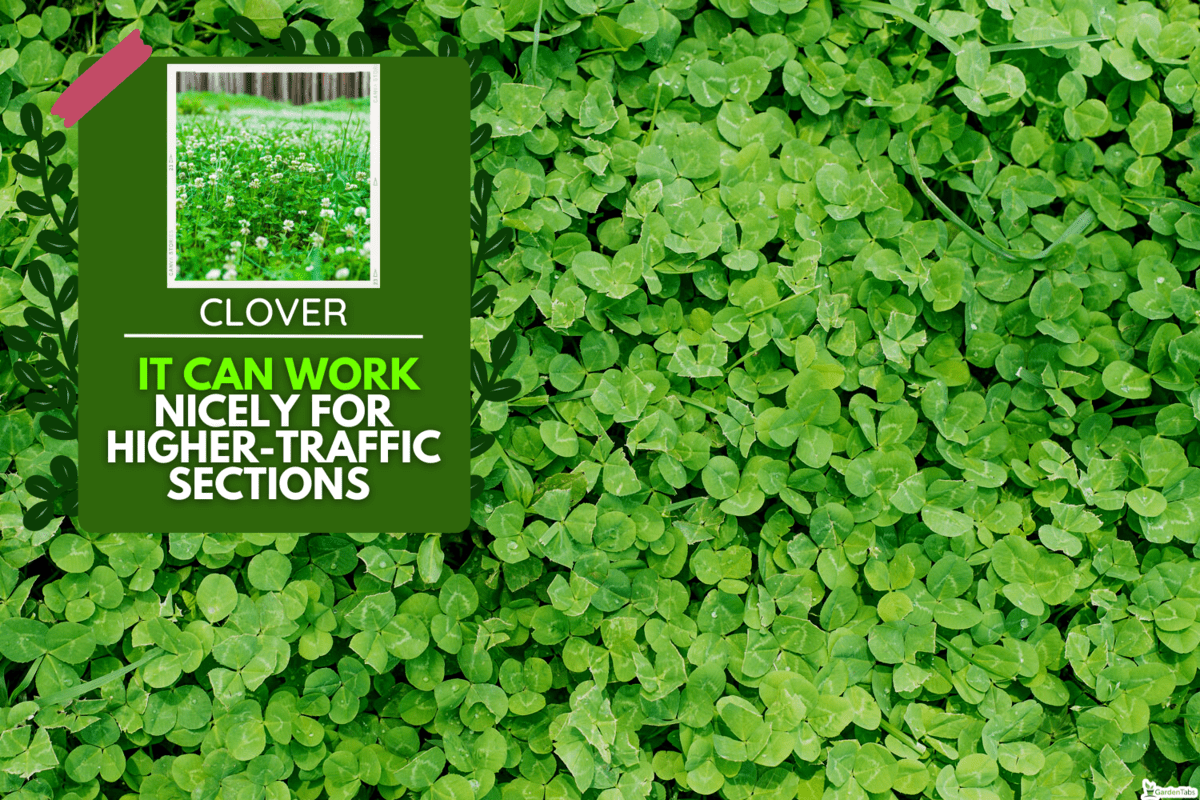 Closeup green clovers in backyard lawn, nitrogen, unhealthy grass lawn, ground cover, weeds, weed killer, herbicide, Irish shamrocks, Is Clover Good For High Traffic Areas