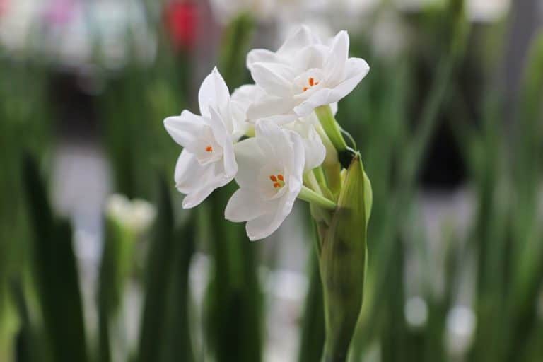 Closeup of paper white narcissus flowers blooming., Is It Safe To Grow Paperwhites With Pets?