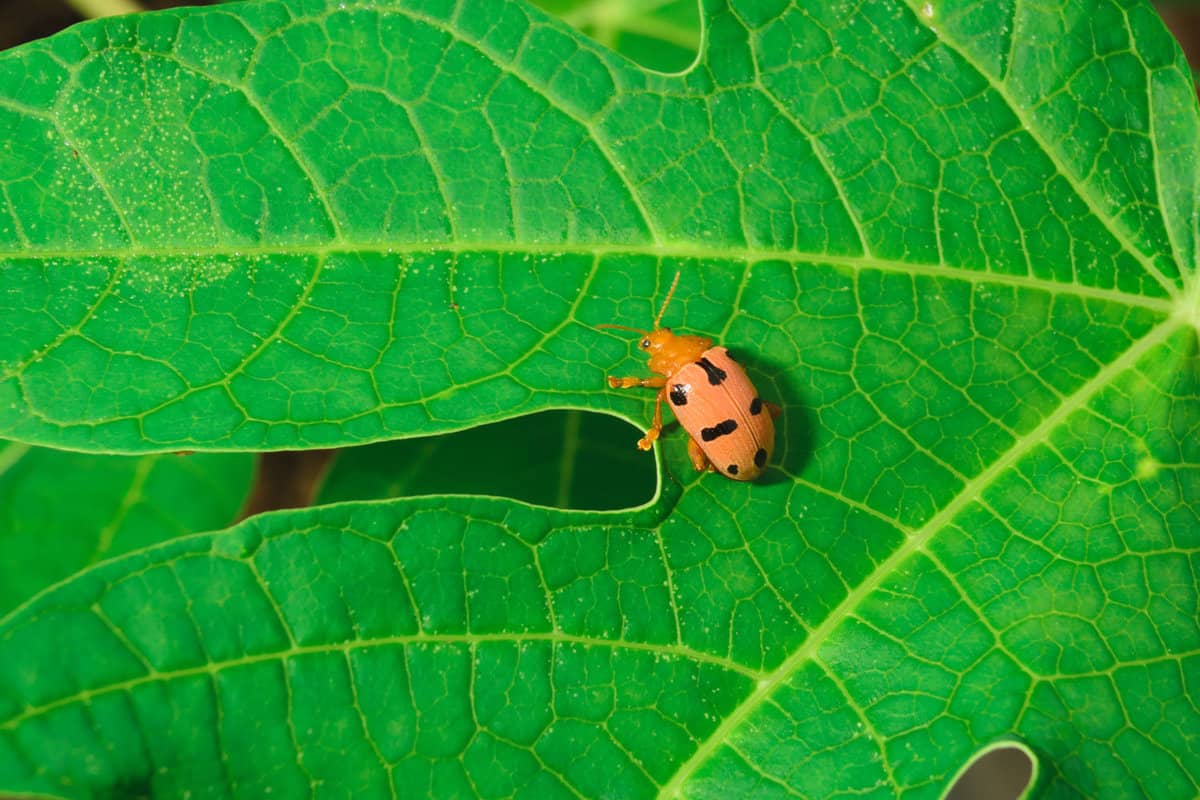 Coleoptera is on papaya leaves