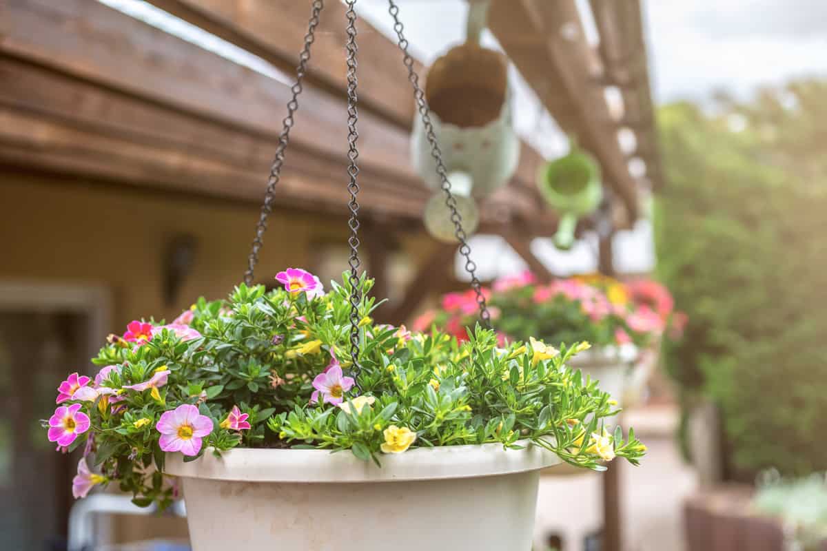 Colorful petunias in a hanging pot as a decoration for the garden and terrace