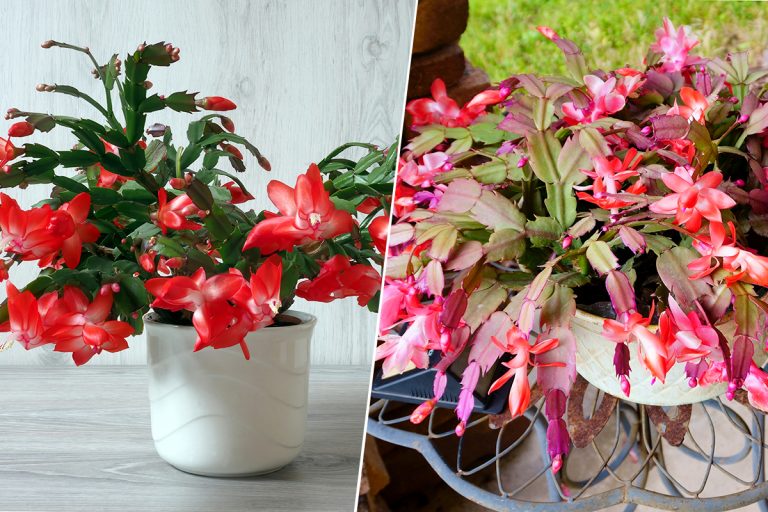 Comparison between Zygocactus and Christmas Cactus, Zygocactus Vs. Christmas Cactus: What Are The Differences?