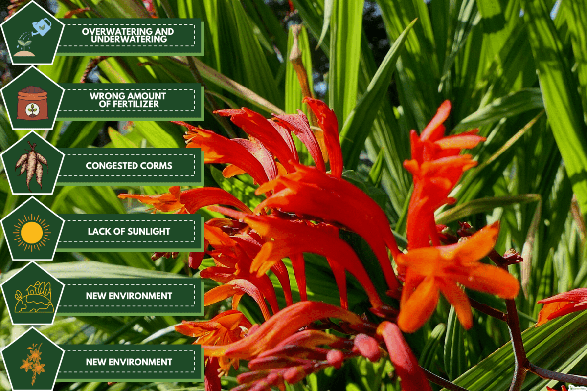 Crocosmia Lucifer red Montbretia small genus of flowering plants in the iris family Iridaceae growing in a garden, Why Aren't My Crocosmia Corms Growing