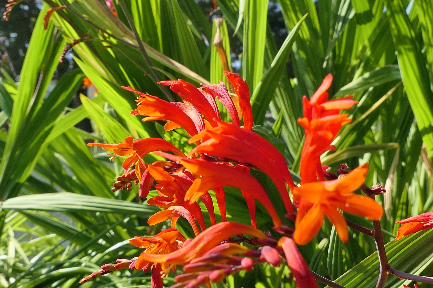 Crocosmia Lucifer red Montbretia small genus of flowering plants in the iris family Iridaceae growing in a garden 