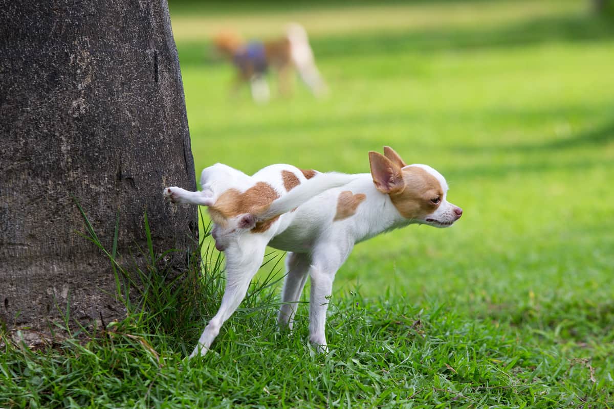 Cute small dog peeing on a tree in an park.