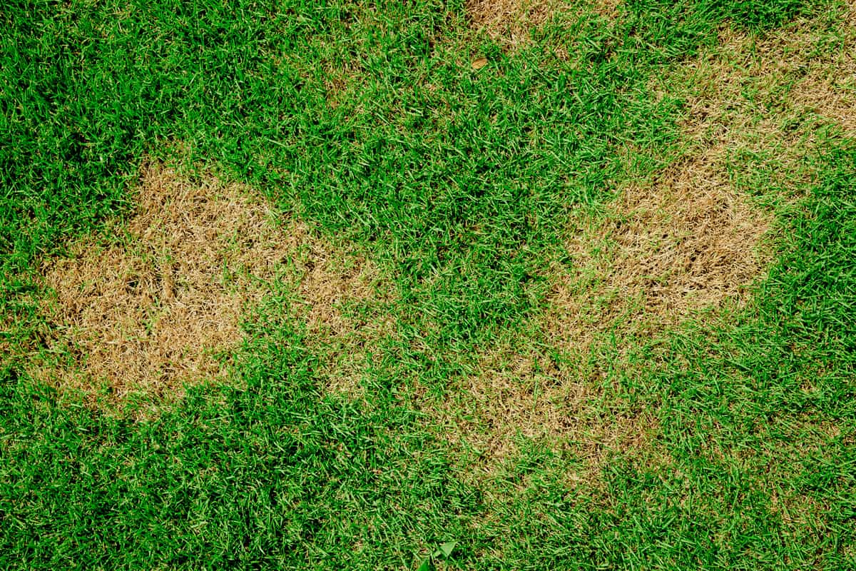 Dead grass top view wallpaper nature background texture Green and brown patch grass texture the lack of lawn care and maintenance until the damage pests fungus and disease field in bad condition.