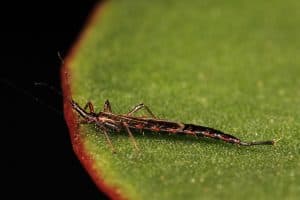 Dark brown thrip in a green leaf, Can Thrips Kill Plants?