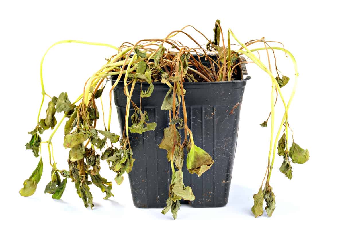 Dead and shriveled plant, in a plastic pot, white background