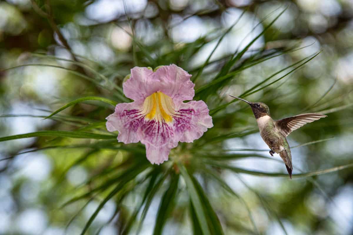 Desert Willow Flower of the Desert Willow Tree with Ruby Throated Hummingbird Hovering Nearby 