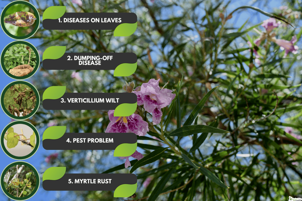 Desert willow blossom close up, 5 Most Common Desert Willow Tree Problems And Solutions