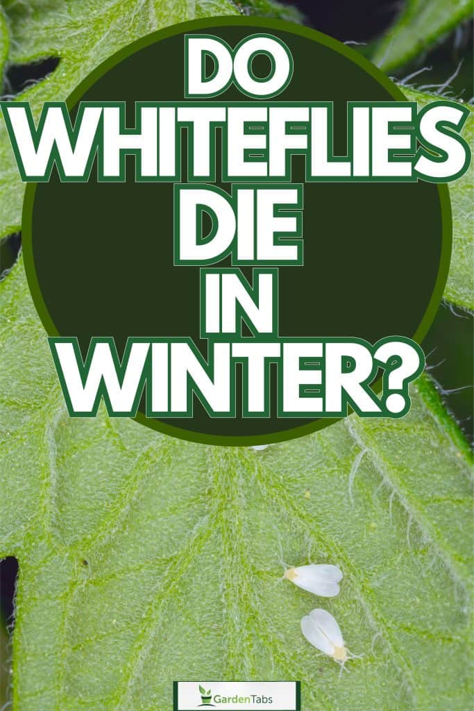 Dead withered whiteflies, Do Whiteflies Die In Winter?